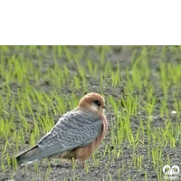 گونه شاهین پاسرخ Red-footed Falcon